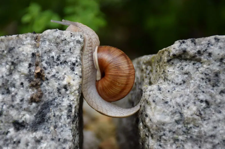 Eine Weinbergschnecke kriecht über den Spalt zwischen zwei Granitsteinen